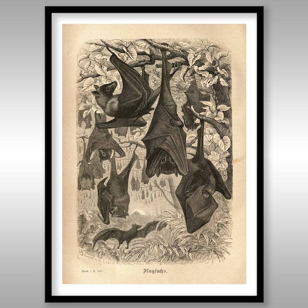 Vintage Bat Illustration ~ Natural History ~ Chiroptera ~ Reproduction Art Print ~ Free Shipping to UK Customers