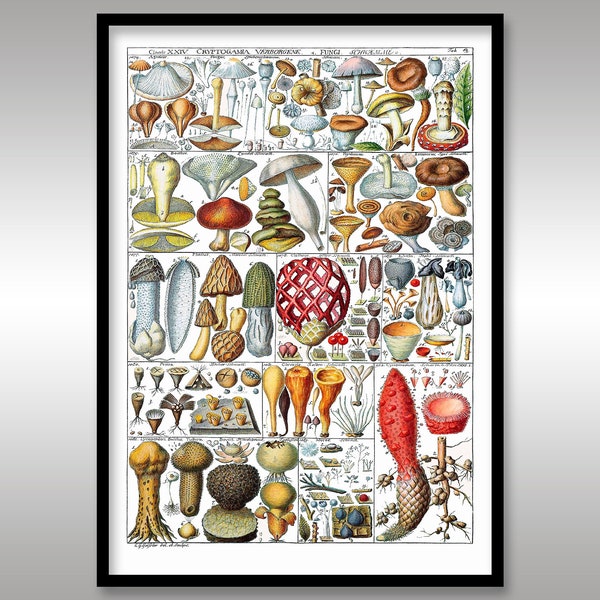 Mushroom~Fungi~Botanical Art print~Reproduction print~FREE Shipping to UK customers