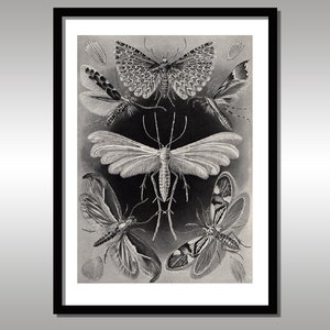 Ernst Haeckel ~ Moths ~ Art Forms in Nature ~ Reproduction Art Print ~ Science ~ Nature ~ Lepidopterology