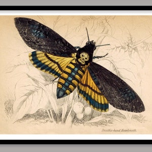 Deaths-head Hawkmoth 1840 ~  Reproduction Art Print ~ Lepidopterology ~ Wall Art