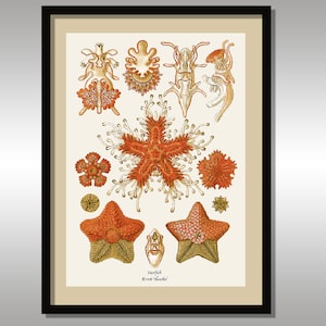 Ernst Haeckel ~ Estrellas de mar ~ Formas de arte en la naturaleza ~ Reproducciones artísticas ~ Ciencia ~ Naturaleza ~ Criaturas marinas ~ Océano ~ Ilustración
