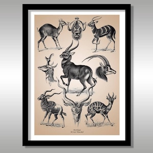 Ernst Haeckel ~ Antilope ~ Art Forms in Nature ~ Reproduction Art Print ~ Science ~ Nature ~ Animals