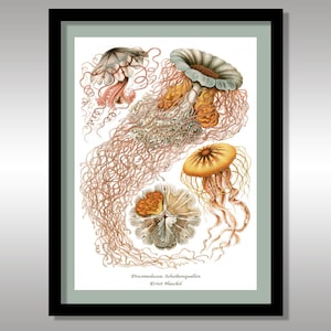 Ernst Haeckel ~ Discomedussea. Scheibenquallen ~ Jelly Fish ~ Art Forms in Nature ~ Reproduction Art Print ~ Sea Creatures ~ Science