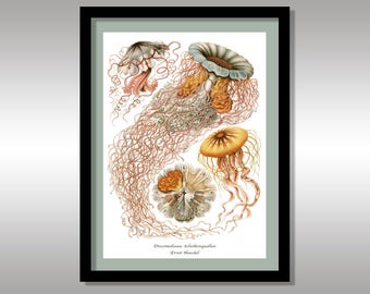 Ernst Haeckel ~ Discomedussea. Scheibenquallen ~ Jelly Fish ~ Art Forms in Nature ~ Reproduction Art Print ~ Sea Creatures ~ Science