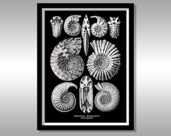 Ernst Haeckel ~ Ammonitida ~ Art Forms in Nature ~ Reproduction Art Print ~ Science ~ Nature ~ Shells ~ Fossils