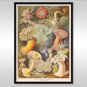 Ernst Haeckel ~ Anémonas de mar ~ Formas de arte en la naturaleza ~ Reproducción de impresiones artísticas ~ Océano