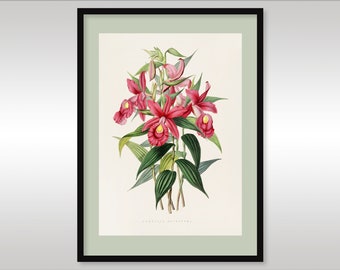 Sabralia Macrantha Orchid Art Print: Botanical Illustration