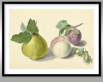 Pear, Peach, Plum and Nuts ~ Still Life ~ Reproduction Art Print ~ Free Shipping to UK Customers