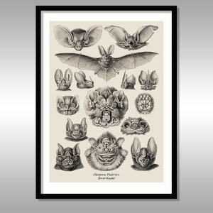 Ernst Haeckel ~ Chiroptera. Fledertiere ~ Bats ~ Art Forms in Nature ~ Reproduction Art Print