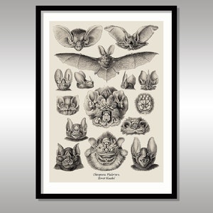 Ernst Haeckel ~ Chiroptera. Fledertiere ~ Bats ~ Art Forms in Nature ~ Reproduction Art Print ~ FREE Shipping to UK Customers