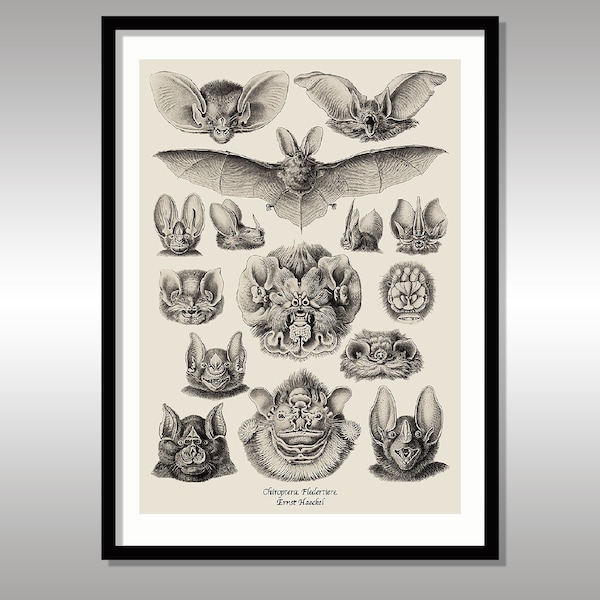 Ernst Haeckel ~ Chiroptera. Fledertiere ~ Bats ~ Art Forms in Nature ~ Reproduction Art Print ~ FREE Shipping to UK Customers