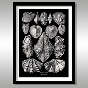 May include: Black and white illustration of various seashells on a black background. The illustration is titled "Brachiopoda -  Schalentiere" with the text "Ernst Haeckel" underneath.