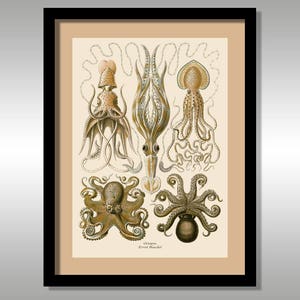 Ernst Haeckel ~ Pulpo ~ Formas de arte en la naturaleza ~ Reproducción de impresiones artísticas ~ Ciencia ~ Naturaleza