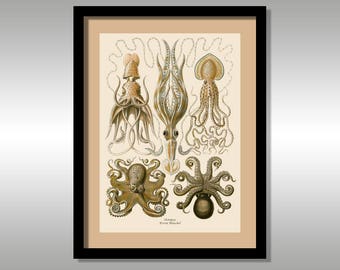 Ernst Haeckel ~ Octopus ~ Art Forms in Nature ~ Reproduction Art Print ~ Science ~ Nature ~ FREE Shipping to UK Customers.