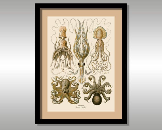 Ernst Haeckel Octopus Art Forms In Nature Reproduction Etsy