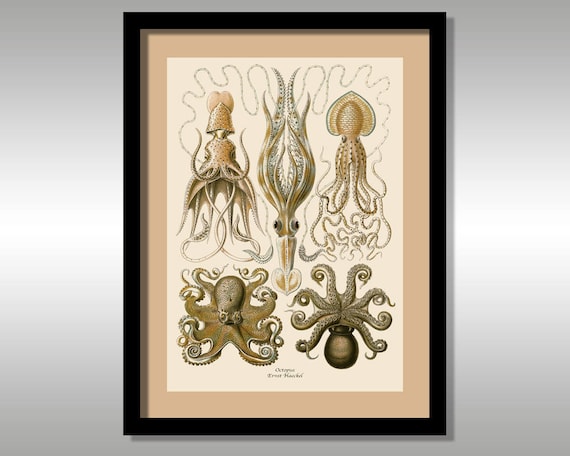 Ernst Haeckel Octopus Art Forms In Nature Reproduction Etsy Ernst Haeckel Octopus Art Forms In Nature Reproduction Etsy
