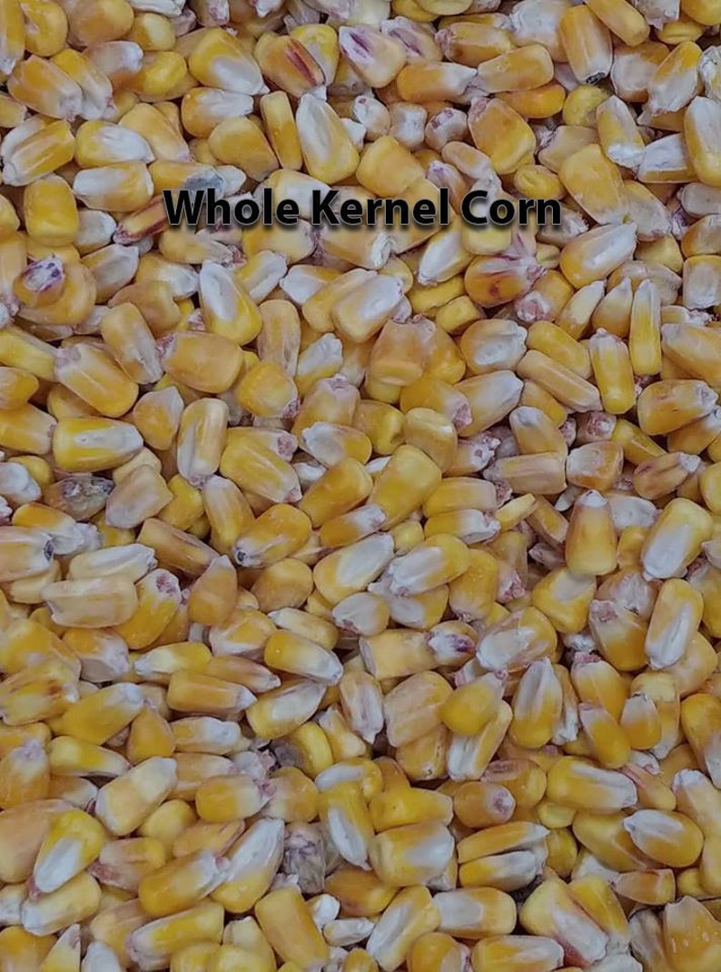 ACA /& ACO Certified Made In USA Corn or All Weather Free FedEx 2nd Day Air Shipping Green and Silver Cornhole Bags