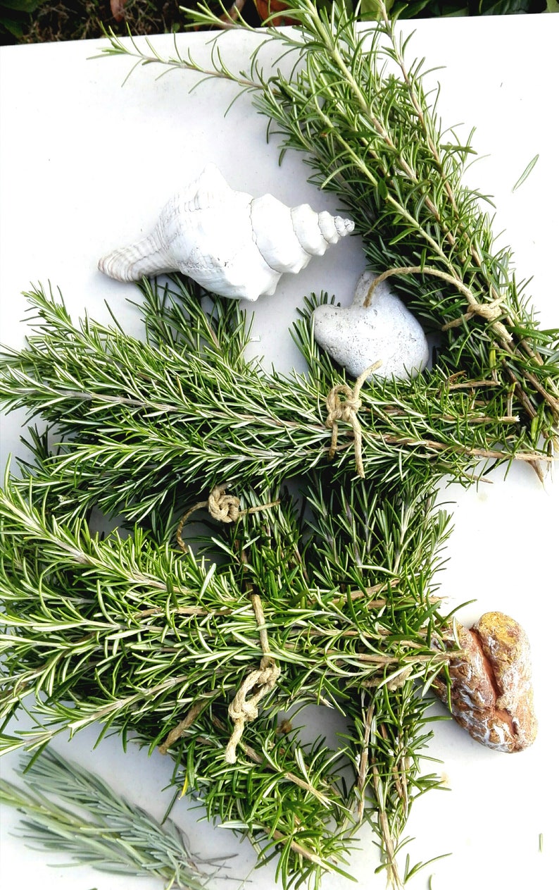 6 Rosemary organic 6 bouquet rosemary twig rosemary for Etsy