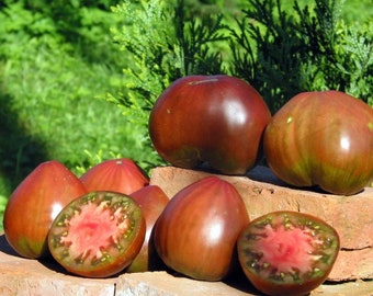 20 graines de tomate bicolore Brad's Black Heart, biologiques, SANS OGM !
