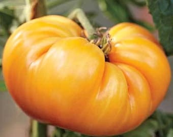 Graines de tomate orange amana - 20 graines - variété patrimoniale de légume biologique !