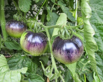 20 graines de tomate bicolore Amethyst Jewel, biologique, SANS OGM !
