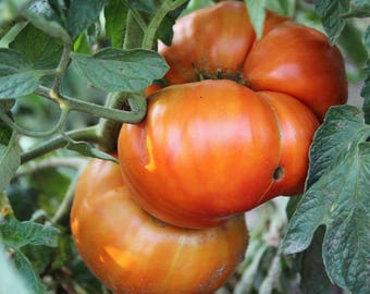 Graines de tomate Aussie - 20 graines - variété patrimoniale de légume biologique !