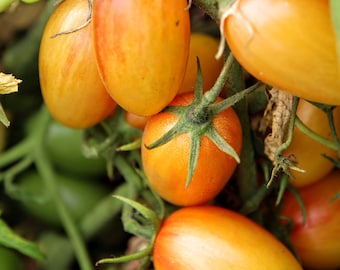 Fard à joues de graines de tomate - 20 graines - variété ancienne de légume biologique !