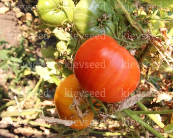 20 graines de tomate rouge des Açores Neves, biologiques, SANS OGM !