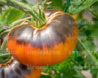 20 graines Tomate bicolore délice de l'après-midi, biologique, SANS OGM !