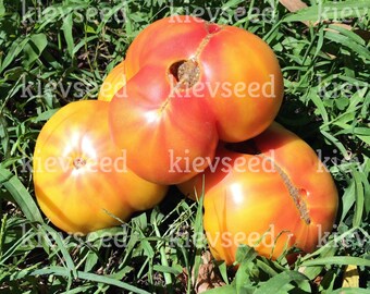 20 graines de tomate bicolore de la collection Big Rainbow, biologiques, SANS OGM !