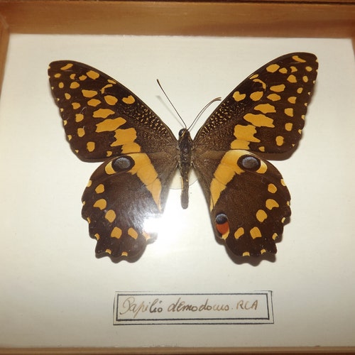 ヴィンテージ エジプト スカラベ 石彫り アピス 雄牛頭 スカラベ