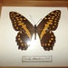 Owner of <a href='https://www.etsy.com/shop/CuriositesFrancaises?ref=l2-about-shopname&from_page=listing' class='wt-text-link'>CuriositesFrancaises</a>