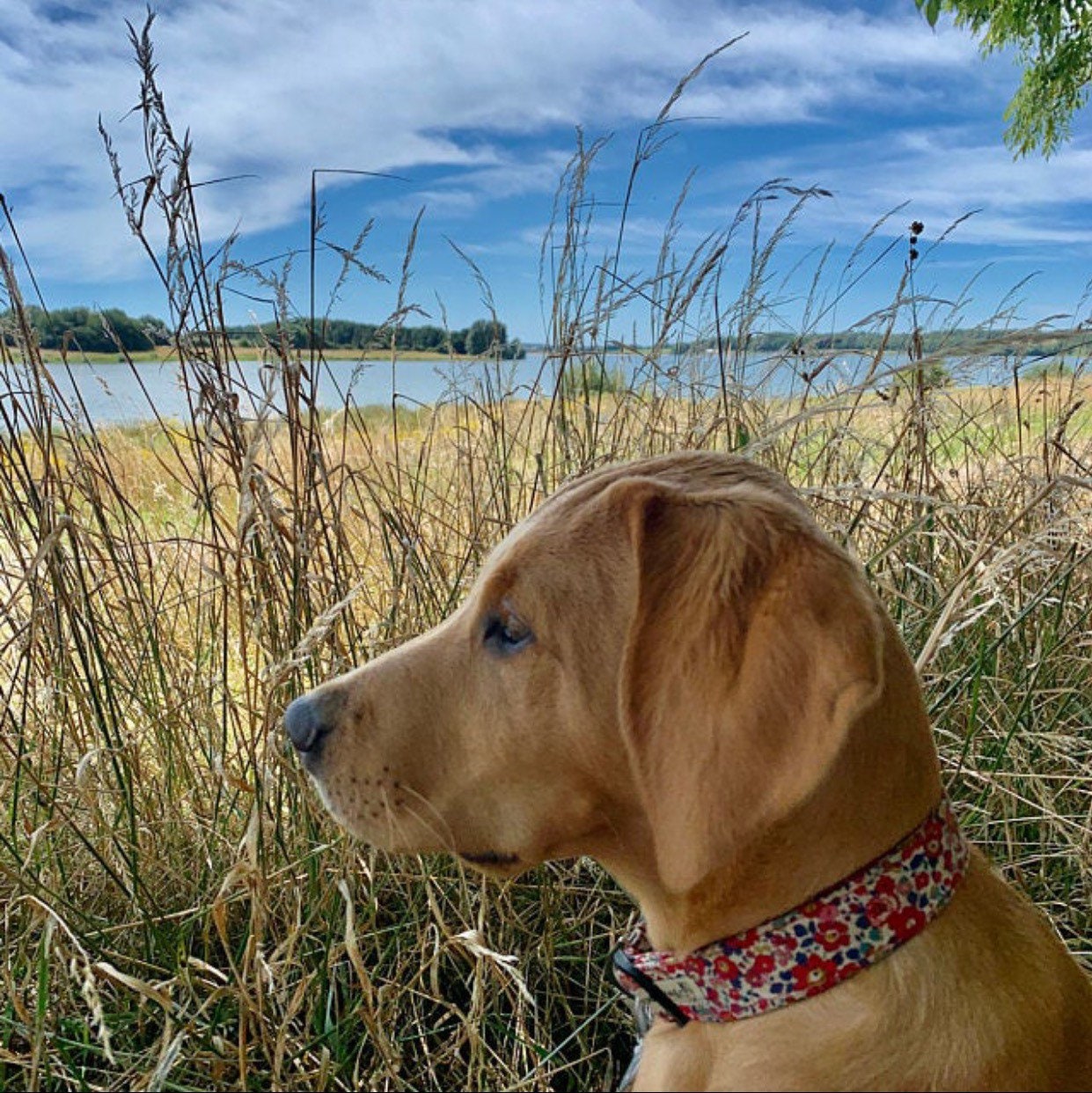 Liberty Dog Collar Betsy Ann Floral Dog Collar