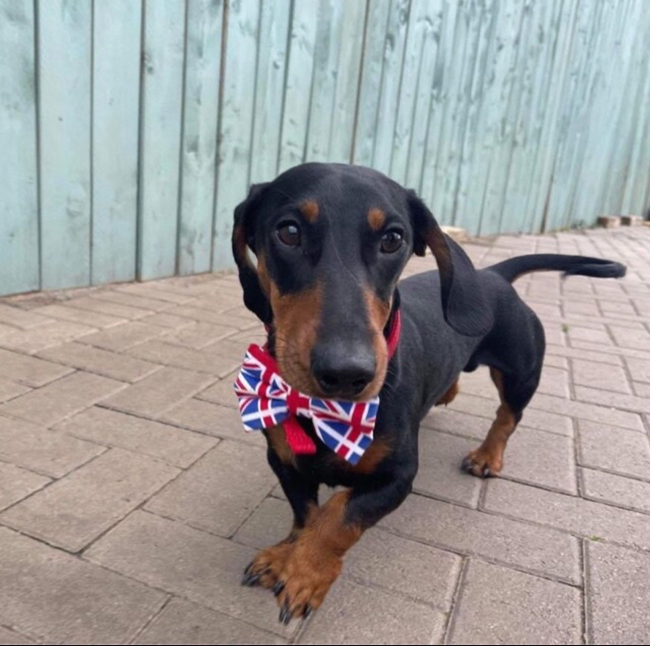 union jack dog bowtie