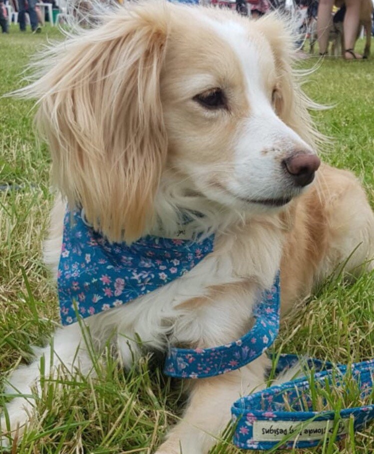 Liberty Dog Bandana Donna Leigh Floral Dog Bandana