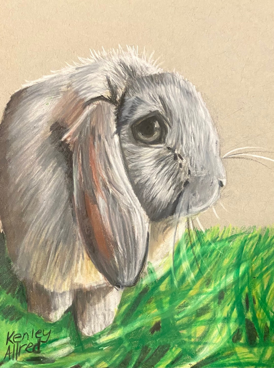 Original Art Bunny Rabbit Colored Pencil Drawing Artwork Size 6”x8” - Etsy