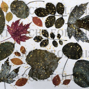 Pressed Leaf Printables. Leaf Photo Pages Kit 1. 30 - 8 X 11" Printable ...