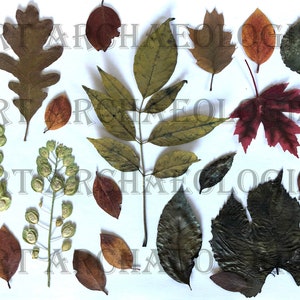 Pressed Leaf Printables. Leaf Photo Pages Kit 1. 30 - 8 X 11" Printable ...