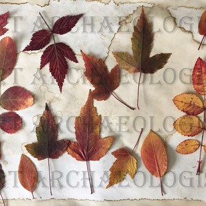 Pressed Leaf Printables. Leaf Photo Pages Kit 1. 30 - 8 X 11" Printable ...