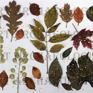 Pressed Leaf Printables. Leaf Photo Pages Kit 1. 30 - 8 X 11" Printable ...
