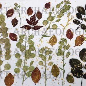 Pressed Leaf Printables. Leaf Photo Pages Kit 1. 30 - 8 X 11" Printable ...
