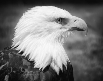 bald eagle photography print, black and white wall art, bird of prey photography