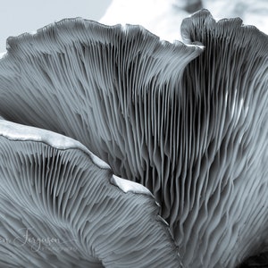 mushroom gills photography print, mushroom wall art, monochrome decor