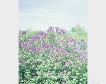 Purple Dream No.1, Wild Flowers, Flower Photography, Nature Photography, Floral Landscape, Canadian Nature, Home Decor Wall Art, 8"X10" #65