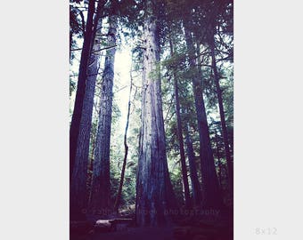 Cathedral Grove No.4, Old Big Trees, Green Forest, Vancouver Island, British Columbia, Home Decor Wall Art, 8"x12" Print with 12"x16 " Matt