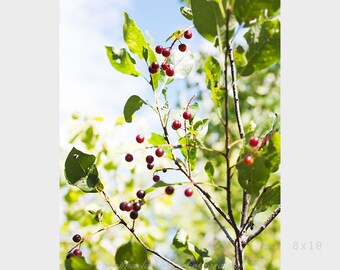 In the Spring, Red Fruit Trees, Blue Sky, Green Nature Photography, Canadian Landscape, Home Decor Wall Art Photo Print, 8"x10" #72