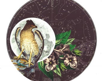 Harpy Eagle & The Southern Constellations - Original Handcut Botanical Collage