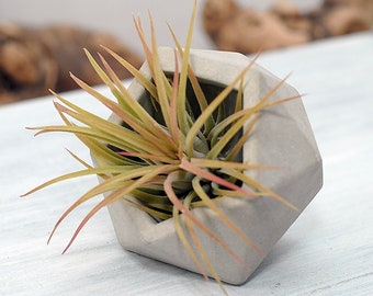 Concrete Planter with Magnet, Small Geometric Succulent Planter, Home & Office  Décor, Geometric Design, Air Plant Holder, Fridge Magnet