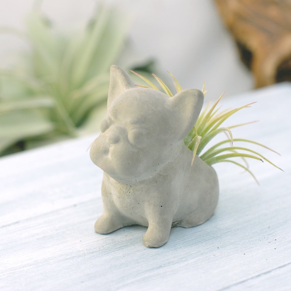 Air Plant Holder - Concrete, Concrete Small French Bulldog Sit Up Air Plant/Succulent pot, Wedding Favors, Home Office Decor, Modern Planter