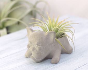 Concrete Small French Bulldog Air Plant & Succulent Planter Small | Wedding Favors | Home and Office Decor | Modern Planter